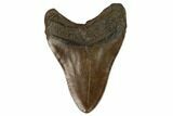 Brown, Fossil Megalodon Tooth - South Carolina #122535-1